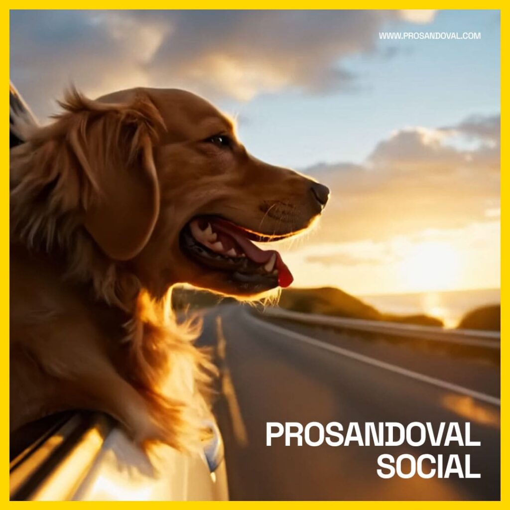 Paginas Web Gratuitas para ONG- prosandoval social